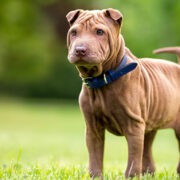 Shar Pei puppy