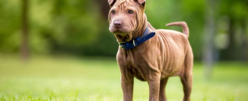 Shar Pei puppy