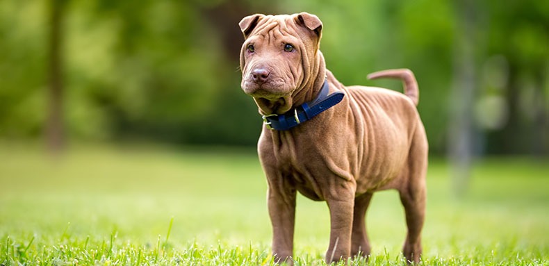 Shar Pei puppy
