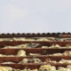 asbestos